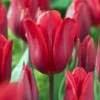Tulip 'Couleur Cardinal' -UK Garden Plants Shop tulip couleur cardinal 00