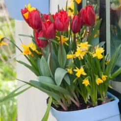 Tulip 'Couleur Cardinal' -UK Garden Plants Shop tulip couleur cardinal 01