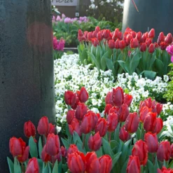 Tulip 'Couleur Cardinal' -UK Garden Plants Shop tulip couleur cardinal 02