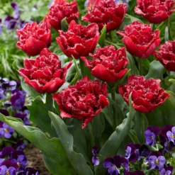 Tulip 'Cranberry Thistle' -UK Garden Plants Shop tulip cranberry thistle 4