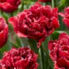 Tulip 'Cranberry Thistle' -UK Garden Plants Shop tulip cranberry thistle 5