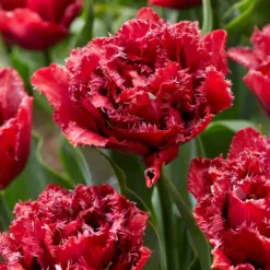 Tulip 'Cranberry Thistle'