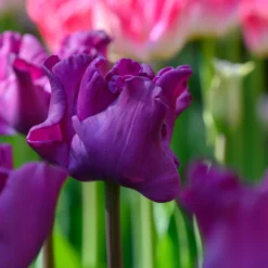 Tulip 'Crown Of Negrita' -UK Garden Plants Shop tulip crown of negrita 1 scaled