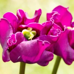 Tulip 'Crown Of Negrita' -UK Garden Plants Shop tulip crown of negrita 10 scaled