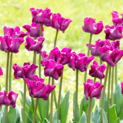 Tulip 'Crown Of Negrita' -UK Garden Plants Shop tulip crown of negrita 11 scaled