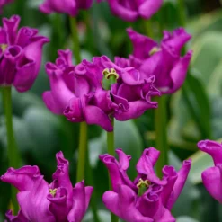 Tulip 'Crown Of Negrita' -UK Garden Plants Shop tulip crown of negrita 3 scaled
