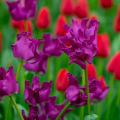 Tulip 'Crown Of Negrita' -UK Garden Plants Shop tulip crown of negrita 4 scaled