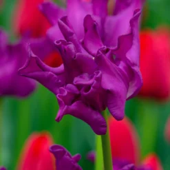 Tulip 'Crown Of Negrita'