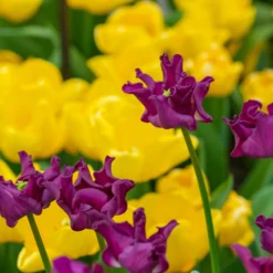 Tulip 'Crown Of Negrita' -UK Garden Plants Shop tulip crown of negrita 5 scaled