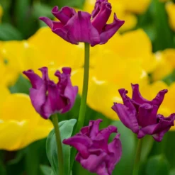 Tulip 'Crown Of Negrita' -UK Garden Plants Shop tulip crown of negrita 6 scaled