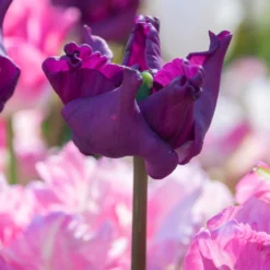 Tulip 'Crown Of Negrita' -UK Garden Plants Shop tulip crown of negrita 7