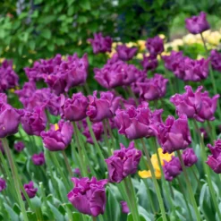 UK Garden Plants Shop -UK Garden Plants Shop tulip crown of negrita 8 scaled