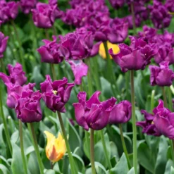 Tulip 'Crown Of Negrita' -UK Garden Plants Shop tulip crown of negrita 9 scaled