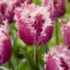 Tulip 'Crunchy Cummins' -UK Garden Plants Shop tulip crunchy cummins 1