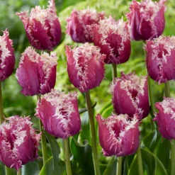 Tulip 'Crunchy Cummins' -UK Garden Plants Shop tulip crunchy cummins 3