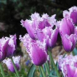 Tulip 'Cummins' -UK Garden Plants Shop tulip cummins 3