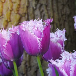 Tulip 'Cummins' -UK Garden Plants Shop tulip cummins 4