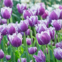 Tulip 'Cummins' -UK Garden Plants Shop tulip cummins 5