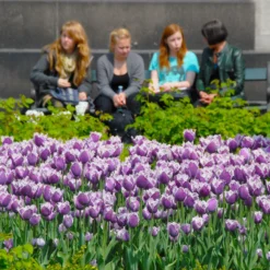 Tulip 'Cummins' -UK Garden Plants Shop tulip cummins 6