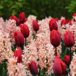 Collection 'Cupids' -UK Garden Plants Shop tulip cupid collection 4