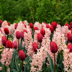 Collection 'Cupids' -UK Garden Plants Shop tulip cupid collection 5