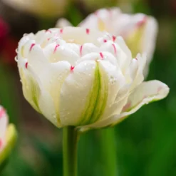 Tulip 'Danceline' -UK Garden Plants Shop tulip danceline 0 scaled