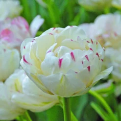 Tulip 'Danceline' -UK Garden Plants Shop tulip danceline 2