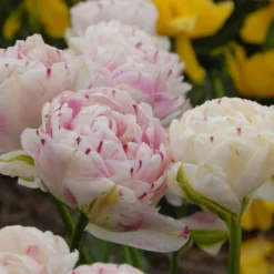 Tulip 'Danceline' -UK Garden Plants Shop tulip danceline 4