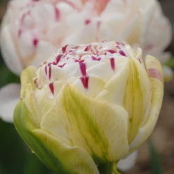 Tulip 'Danceline' -UK Garden Plants Shop tulip danceline 5