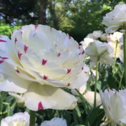 Tulip 'Danceline' -UK Garden Plants Shop tulip danceline 6