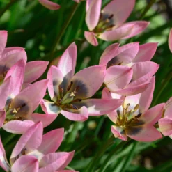Tulip 'Danique' -UK Garden Plants Shop tulip danique 2 scaled