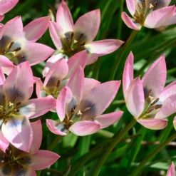 Tulip 'Danique' -UK Garden Plants Shop tulip danique 3 scaled