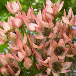 Tulip 'Danique' -UK Garden Plants Shop tulip danique 5