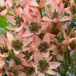 Tulip 'Danique' -UK Garden Plants Shop tulip danique 7