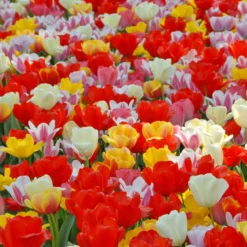 Tulip 'Darwin Hybrid Mixed' 7 Tulip 'Darwin Hybrid Mixed' -UK Garden Plants Shop tulip darwin mixed 2