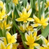 Tulip Dasystemon Tarda -UK Garden Plants Shop tulip dasystemon tarda 00