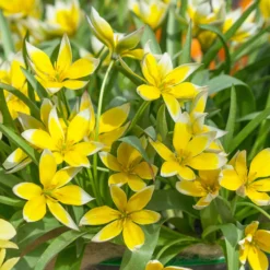 Tulip Dasystemon Tarda -UK Garden Plants Shop tulip dasystemon tarda 2