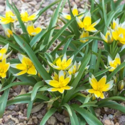 Tulip Dasystemon Tarda -UK Garden Plants Shop tulip dasystemon tarda 3