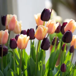 Tulip Collection 'Night & Day' -UK Garden Plants Shop tulip day night collection 01 scaled