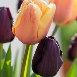 Tulip Collection 'Night & Day' -UK Garden Plants Shop tulip day night collection 02