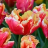 Tulip 'Dee Jay Parrot' -UK Garden Plants Shop tulip dee jay parrot 00