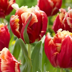 Tulip 'Dee Jay Parrot' -UK Garden Plants Shop tulip dee jay parrot 00 fba73a3e 7663 4153 ab20 715bd28978a3