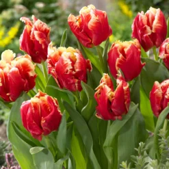 Tulip 'Dee Jay Parrot' -UK Garden Plants Shop tulip dee jay parrot 01