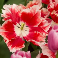 Tulip 'Dee Jay Parrot' -UK Garden Plants Shop tulip dee jay parrot 1 scaled