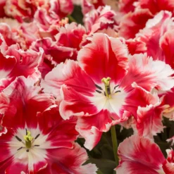 Tulip 'Dee Jay Parrot' -UK Garden Plants Shop tulip dee jay parrot 2 scaled