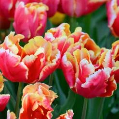 Tulip 'Dee Jay Parrot' -UK Garden Plants Shop tulip dee jay parrot 6