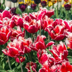 Tulip 'Dee Jay Parrot' -UK Garden Plants Shop tulip dee jay parrot 7 scaled