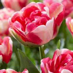 Tulip 'Double Blizz' -UK Garden Plants Shop tulip double aloha 1