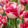 Tulip 'Double Blizz' -UK Garden Plants Shop tulip double aloha 3