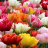 Tulip 'Double Mixed' -UK Garden Plants Shop tulip double late mix 8